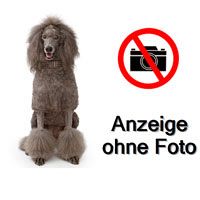 suche Toypudel-Welpen als Therapiehund