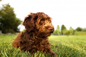 Labradoodle: Mischling aus Pudel und Labrador