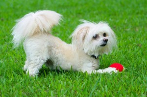 Maltipoo