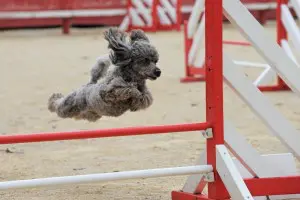 Pudel Hundeschule Agility