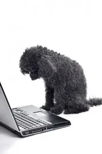 Pudel am Computer