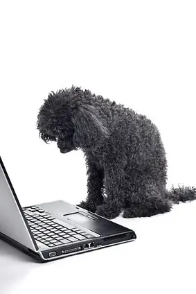 Pudel am Computer