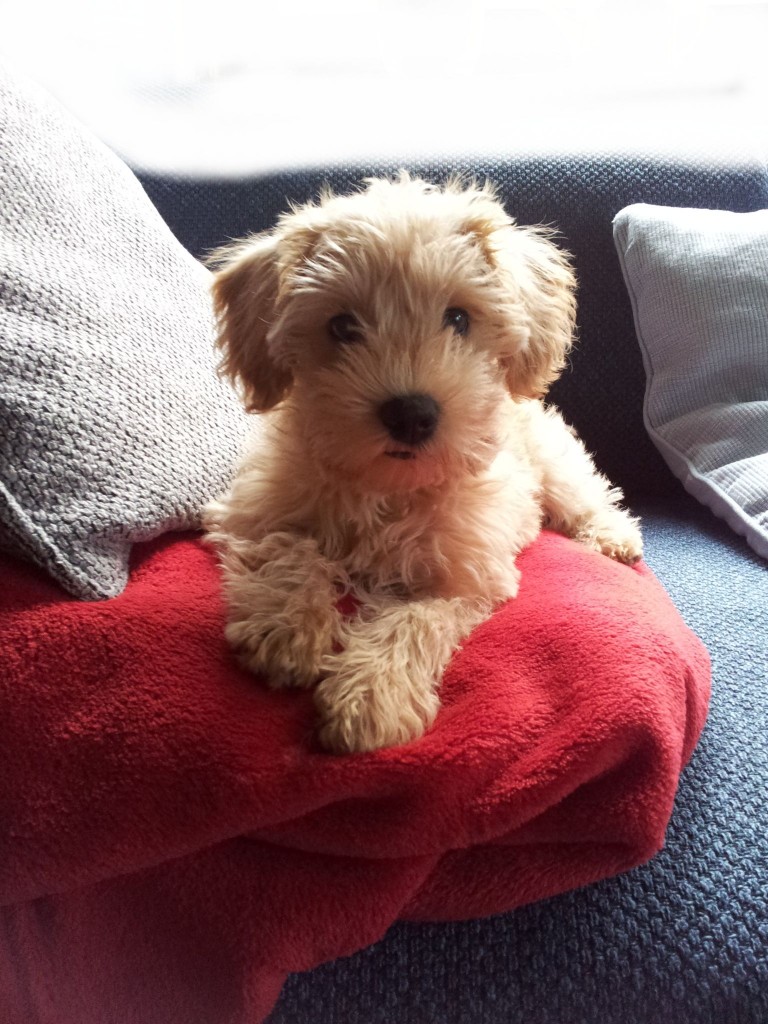 Schnoodle - Pudel Mix Hybrid