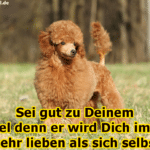 Ein schöner Pudel auf dem Rasen