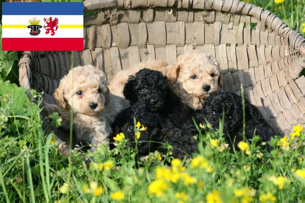 Pudel Züchter mit Welpen Mecklenburg-Vorpommern