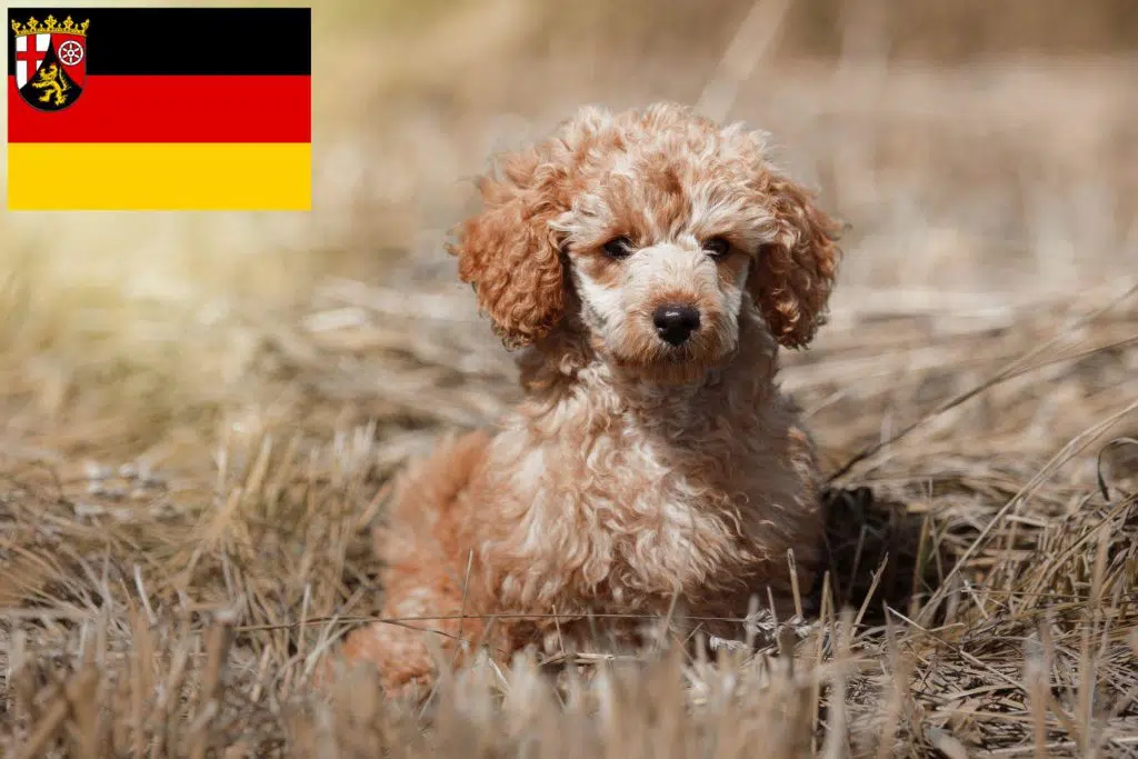 Pudel Züchter mit Welpen Rheinland-Pfalz