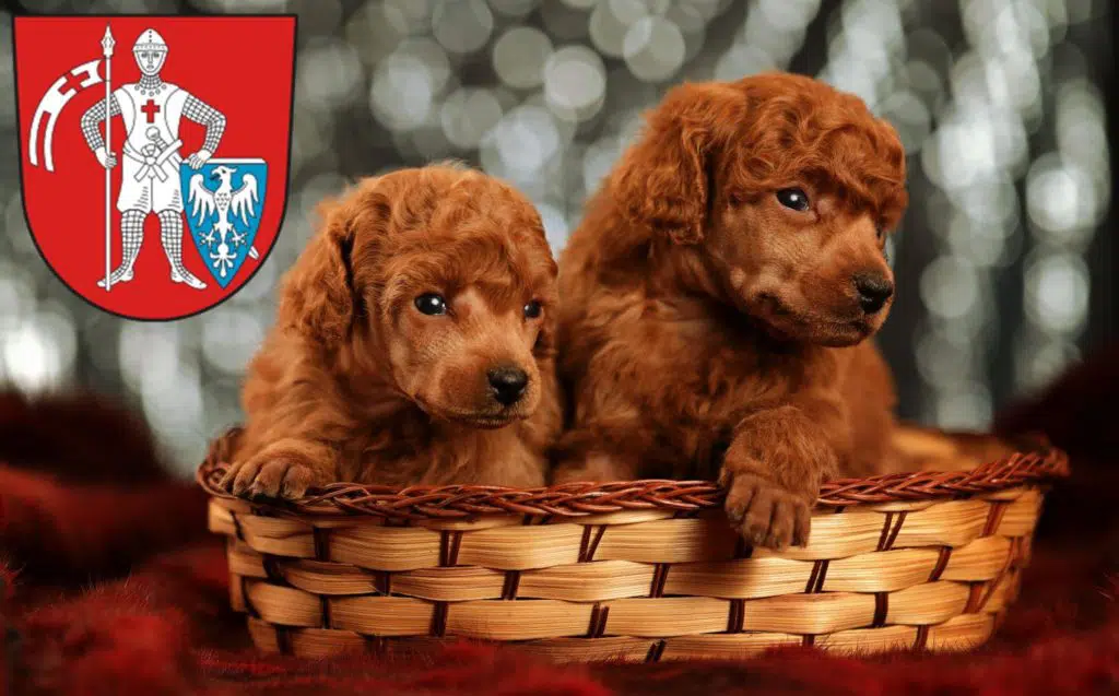 Pudel Züchter mit Welpen Bamberg, Bayern