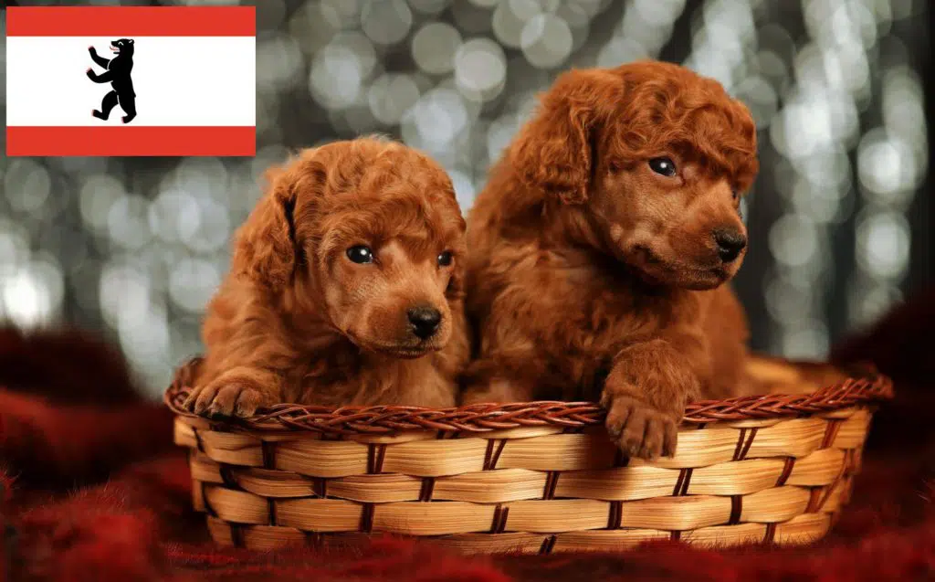 Pudel Züchter mit Welpen Berlin, Berlin