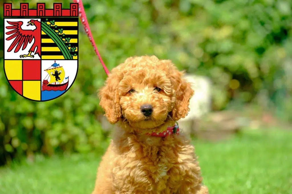 Pudel Züchter mit Welpen Dessau-Roßlau, Sachsen-Anhalt