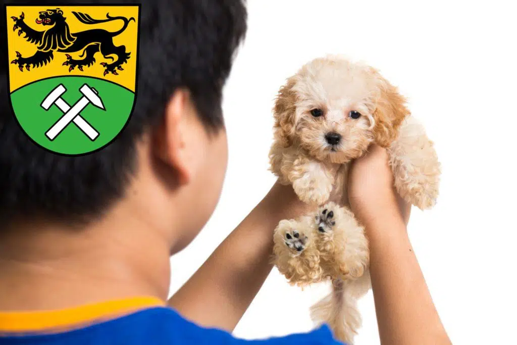 Pudel Züchter mit Welpen Erzgebirge, Sachsen