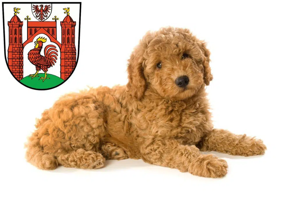 Pudel Züchter mit Welpen Frankfurt (Oder), Brandenburg