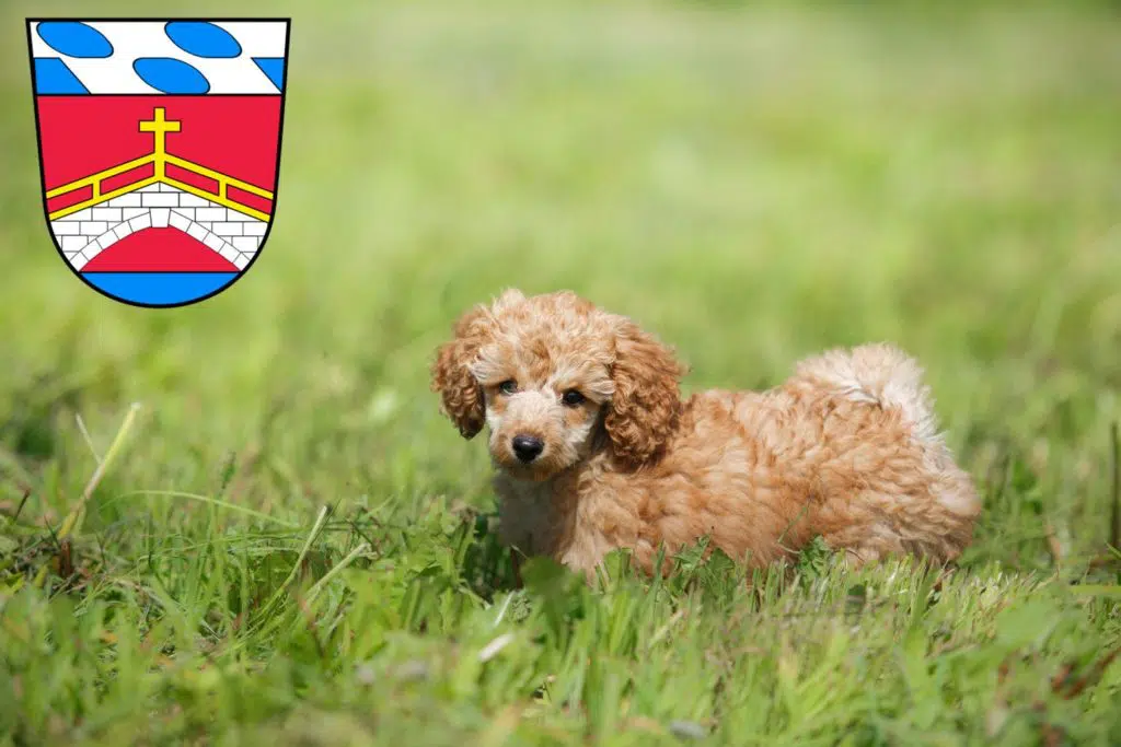 Pudel Züchter mit Welpen Fürstenfeldbruck, Bayern