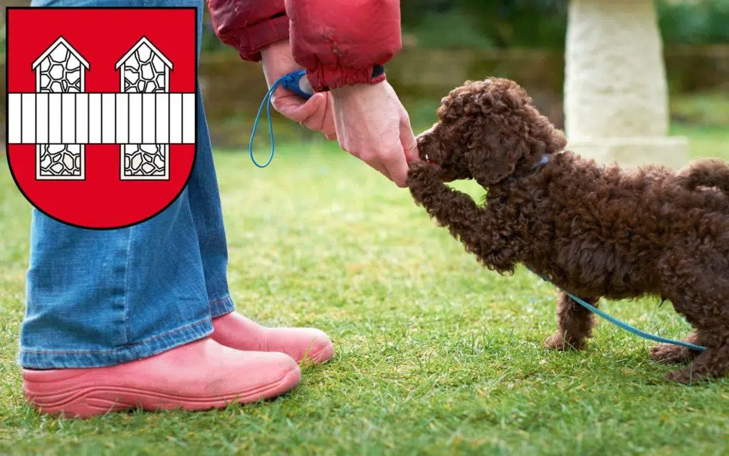 Pudel Züchter mit Welpen Innsbruck, Österreich