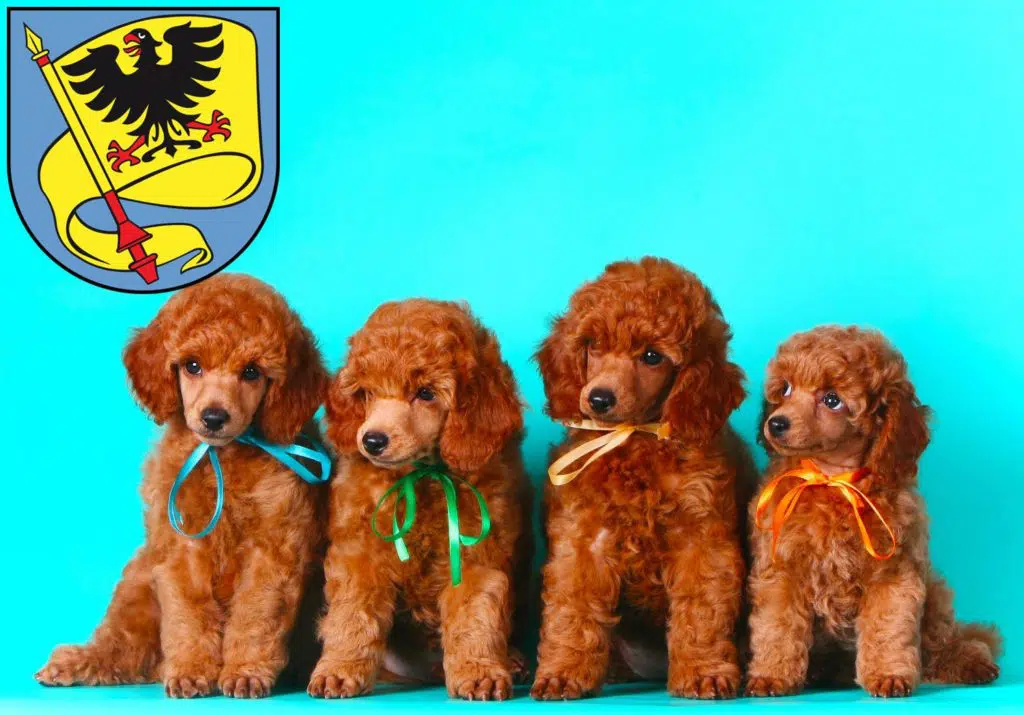 Pudel Züchter mit Welpen Ludwigsburg, Baden-Württemberg
