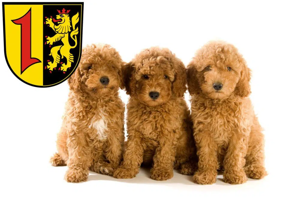 Pudel Züchter mit Welpen Mannheim, Baden-Württemberg