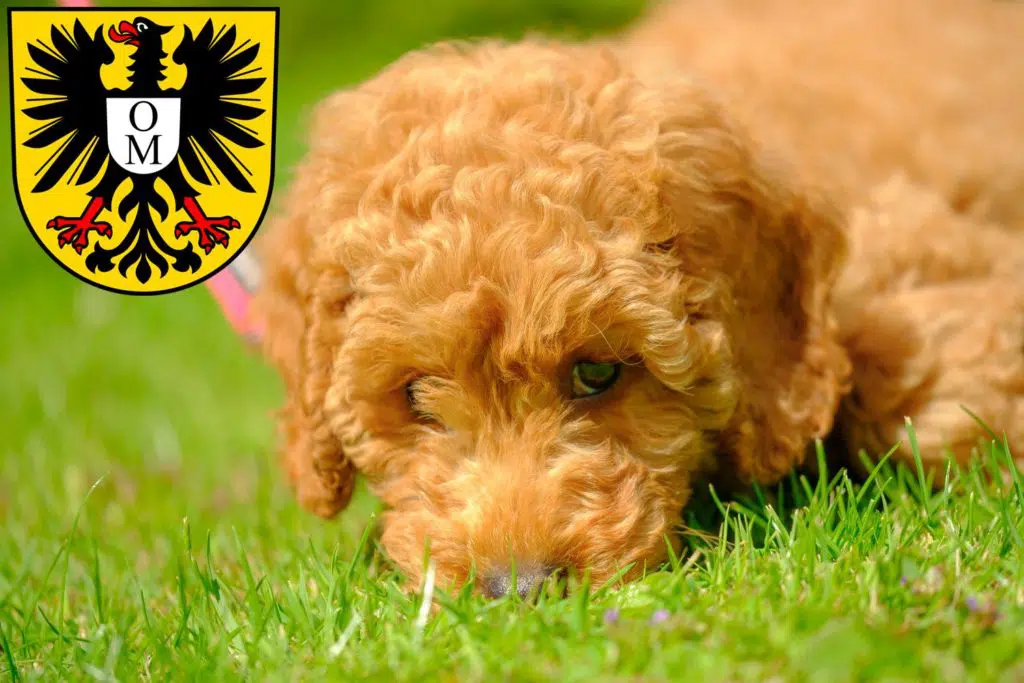 Pudel Züchter mit Welpen Mosbach, Baden-Württemberg