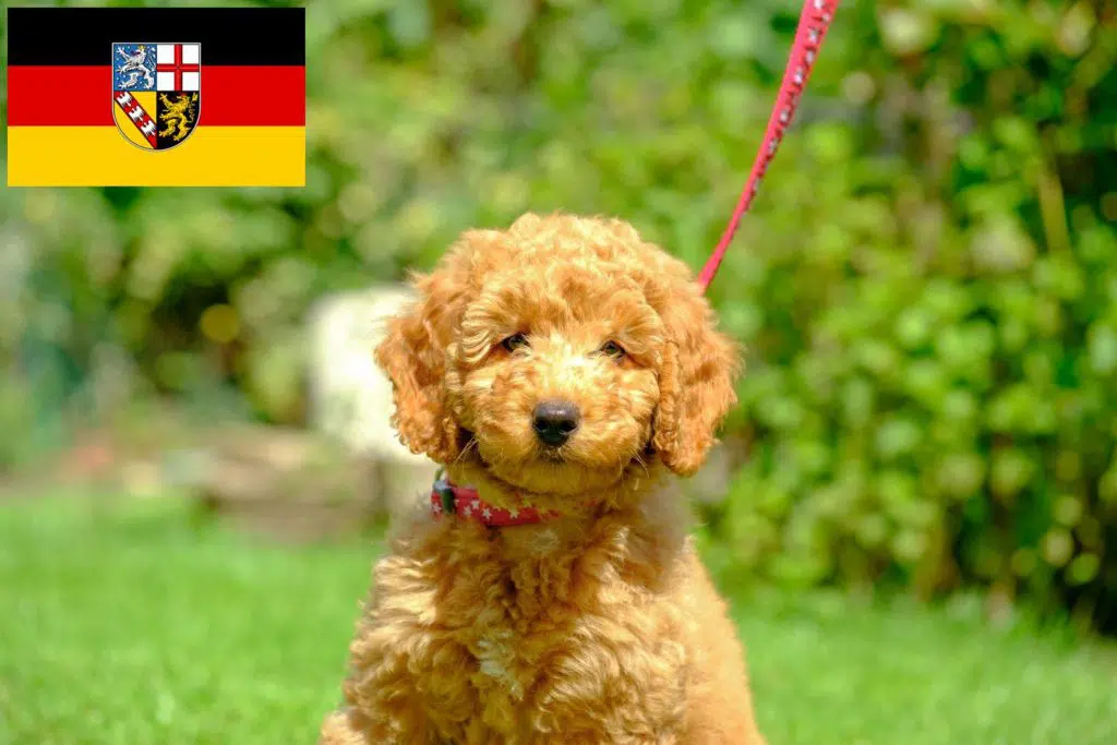 Pudel Züchter mit Welpen Saarland, Saarland
