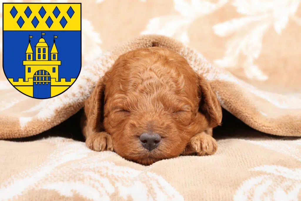 Pudel Züchter mit Welpen Steinfurt, Nordrhein-Westfalen
