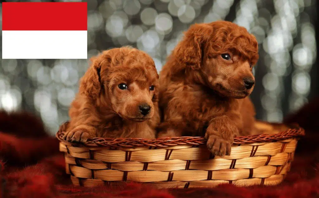 Pudel Züchter mit Welpen Wien, Österreich