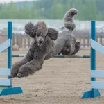 Pudel beschäftigen: Der Pudel ist sehr intelligent und agil und freut sich über Agility und andere auspowernde Beschäftigungen.