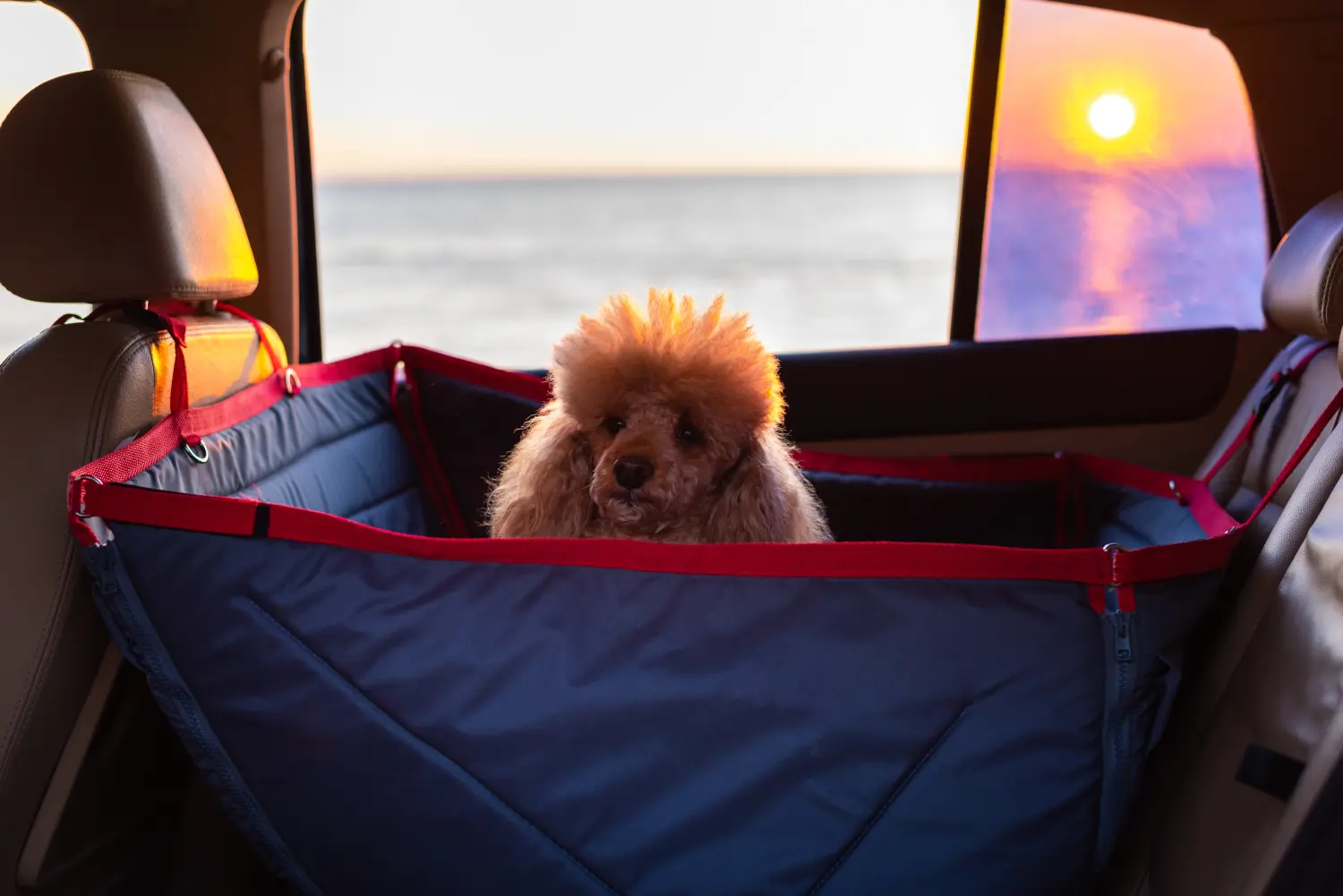 Hundetransport mit Auto, Fahrrad, Flugzeug, Hund unterwegs