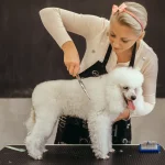 Pudel Pflege, Fellpflege beim Hundefriseur
