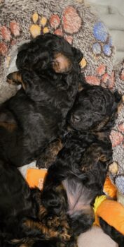 Wir haben Zwergpudelwelpen in black and tan