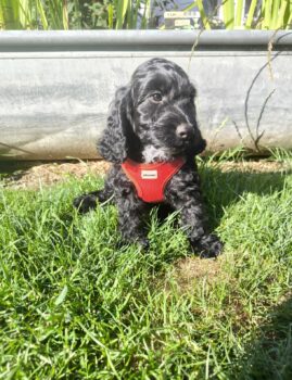 Bildschöne Cockerdoodle werden ende Februar erwartet