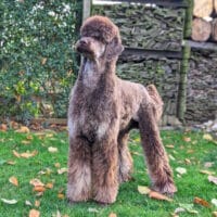 erfahrener Deckrüde "Lord Timber" Großpudel brown / tan (kein Verkauf)