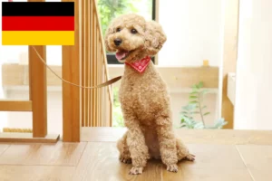 Mehr über den Artikel erfahren Pudel Züchter und Welpen in Deutschland