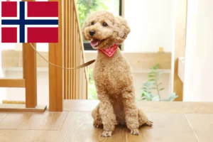Mehr über den Artikel erfahren Pudel Züchter und Welpen in Norwegen