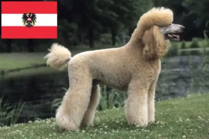 Mehr über den Artikel erfahren Pudel Züchter und Welpen in Österreich