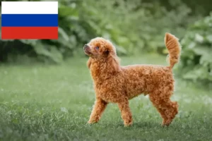 Mehr über den Artikel erfahren Pudel Züchter und Welpen in Russland