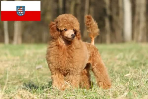 Mehr über den Artikel erfahren Pudel Züchter und Welpen in Thüringen