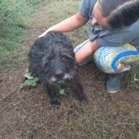 Liebenswerter Pudel-Schnauzer-Mix-Rüde SAMSON