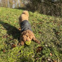 Toypudel Deckrüden mit Ahnentafeln ( Bitburg)