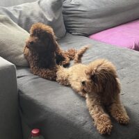 Toy & Zwerg Pudel