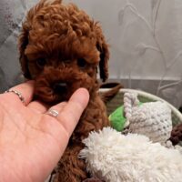 AB April: Bildschöne Toypudel Püppchen Welpen