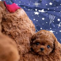 Bildschöne Asiatische Toypudel Püppchen Welpen