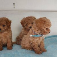 Maltipoo Pudel & Malteser mischling