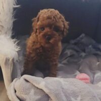 Bildschöne Tiny Toypudel Püppchen Welpen Rot