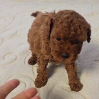 Tiny Asiatische Toypudel Welpen Rot