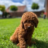 Toy/Zwergpudel Welpen