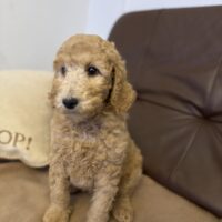 **Königspudel / Großpudel / Pudel Welpen Großpudelwelpen - VDH-Papiere - Farbe fawn hell & dunkel**