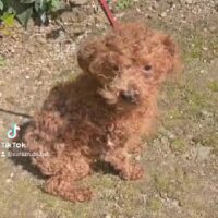 🍀RESERVIERT🍀Trufy - Toy Pudel sucht sein Zuhause