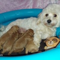 Traumhafte Seriös gezüchtete Maltipoorüden suchen ihre Familie...
