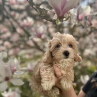 2 Rüde Maltipoo in Rostock