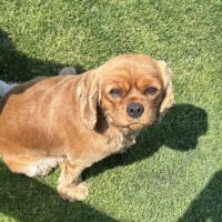 Cavalier King Charles Hündin 2 Jahre
