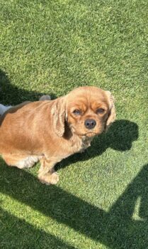 Cavalier King Charles Hündin 2 Jahre