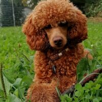 Deckrüde KLEINPUDEL Zwergpudel rot red, vererbt auch tan